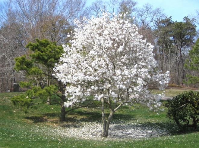 Magnolia stellata (1)