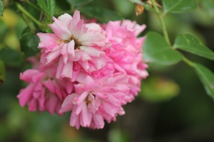 scent_pink rose